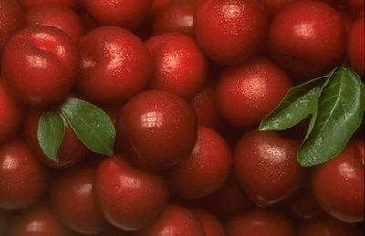  小心吃未成熟的番茄会致命 