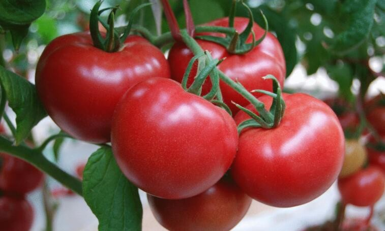 西红柿卡路里是多少
