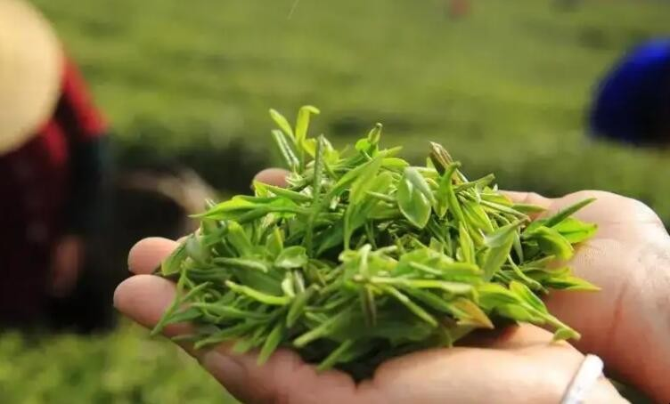 庐山云雾茶的保存办法是什么