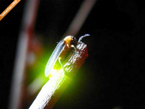 萤火虫为什么会发光？发光是为了什么？