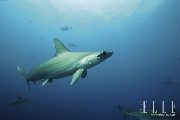 豪利时携手天猫与上海海洋水族馆合作鲨鱼认养