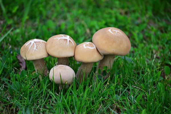 快来看看！“蔬菜之王”蘑菇的养生功效