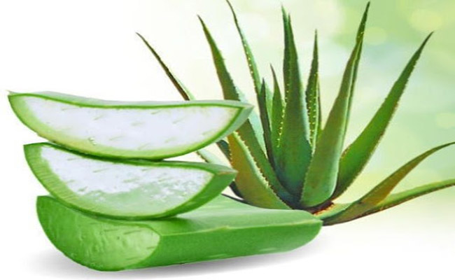对芦荟和椰子油的神奇使用着迷：它有助于保持皮肤健康和光滑 - 照片 3。