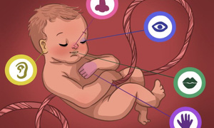 婴儿如何在子宫内学习以及帮助他们学习的 4 种方法！