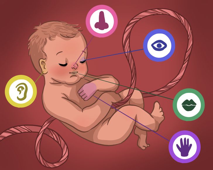 婴儿如何在子宫内学习以及帮助他们学习的 4 种方法！ - 照片 1