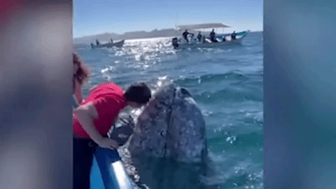 一群游客突然“亲吻”了一头重达45吨的灰鲸