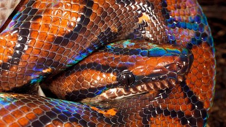 日本23岁男子自称“蛇附身” 其父为驱蛇将其活活咬死