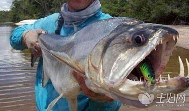 世界上最恐怖的怪鱼