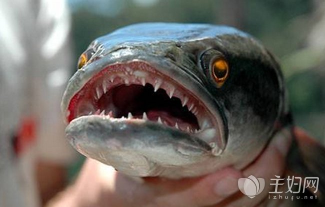世界上最恐怖的怪鱼
