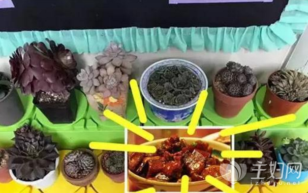 幼儿园老师让带多肉植物