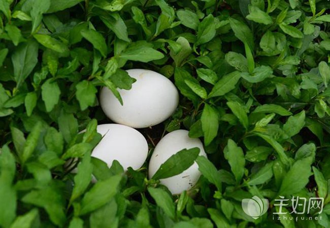 吃鹅蛋可以去胎毒吗