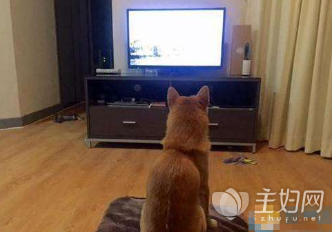 柴犬爱看电视