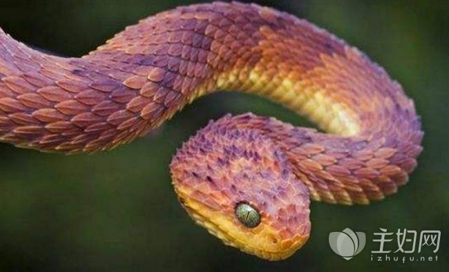 世界最漂亮的蛇